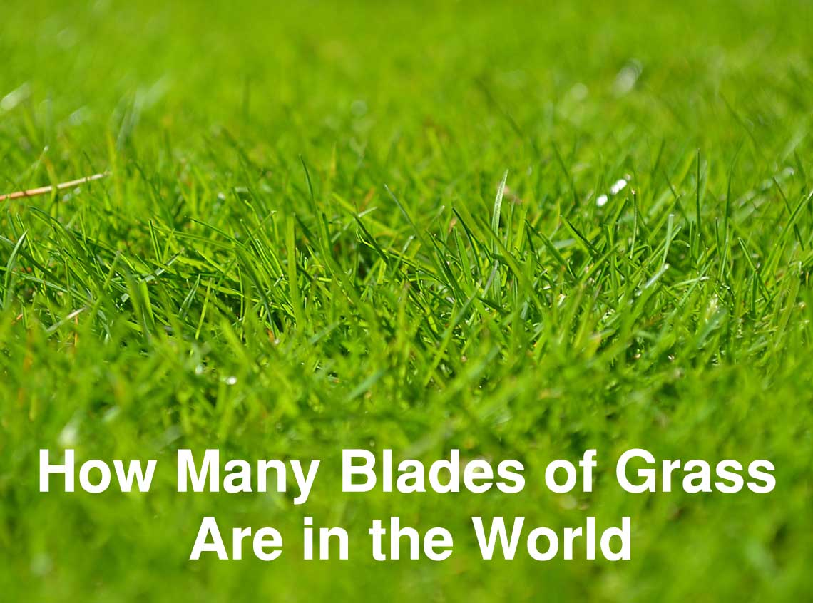 How Many Blades of Grass Are in the World