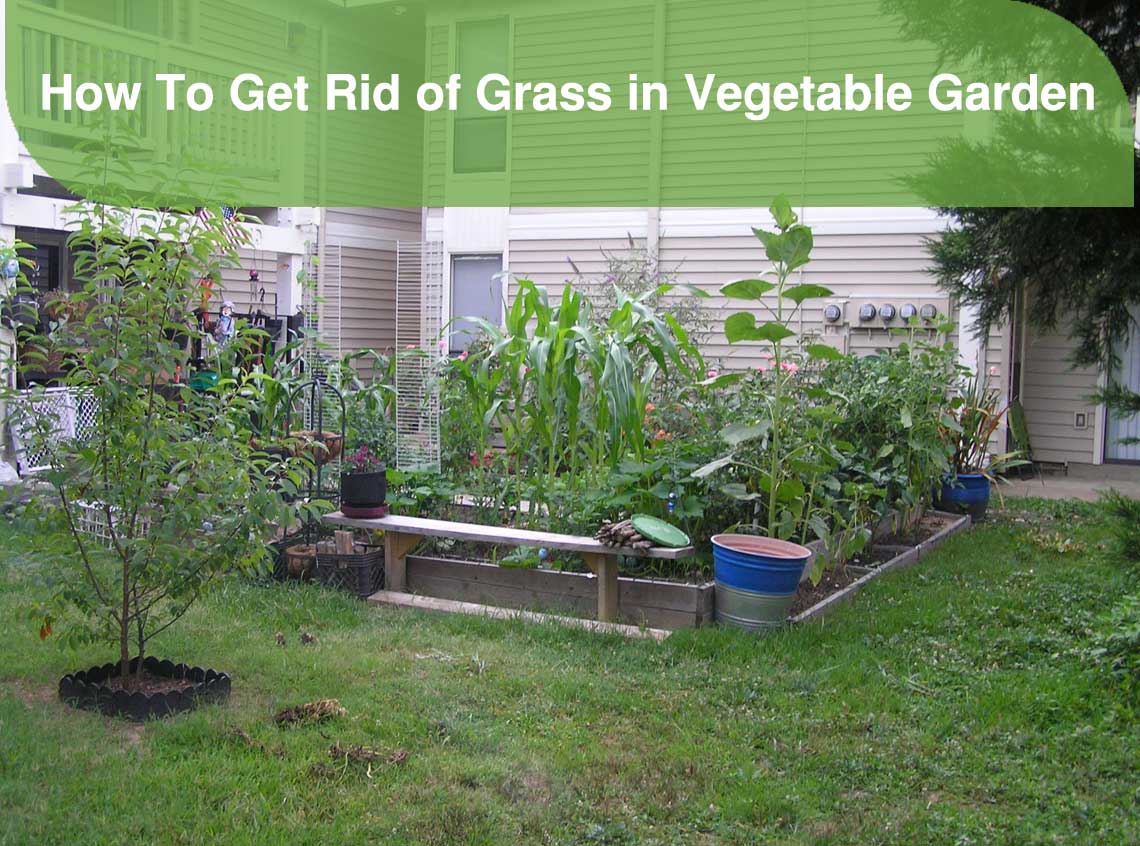 How To Get Rid of Grass in Vegetable Garden
