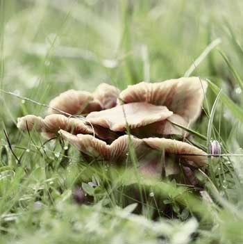 How To Get Rid of The Fungus in Garden Soil