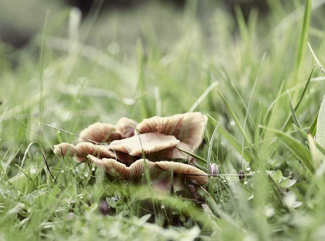 How To Get Rid of The Fungus in Garden Soil