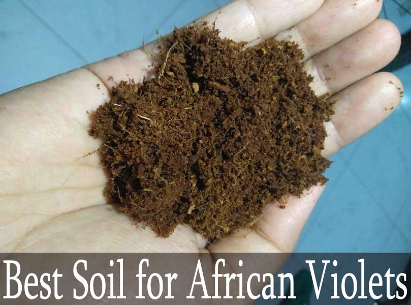Best Soil for African Violets