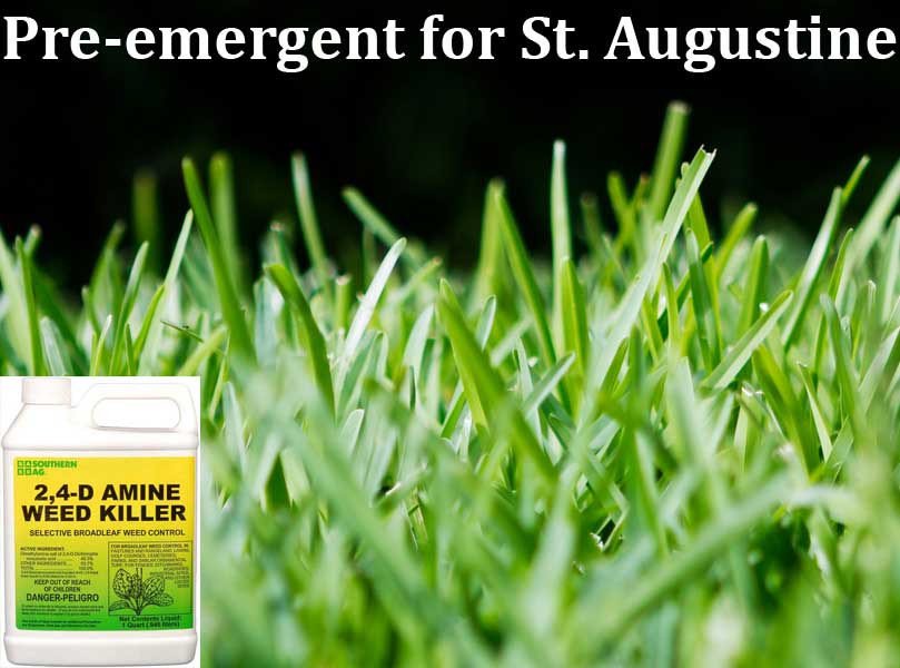 Best Pre-emergent for St. Augustine Grass
