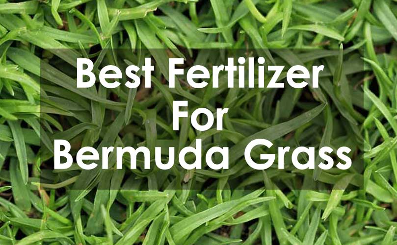 Best Fertilizer For Bermuda Grass