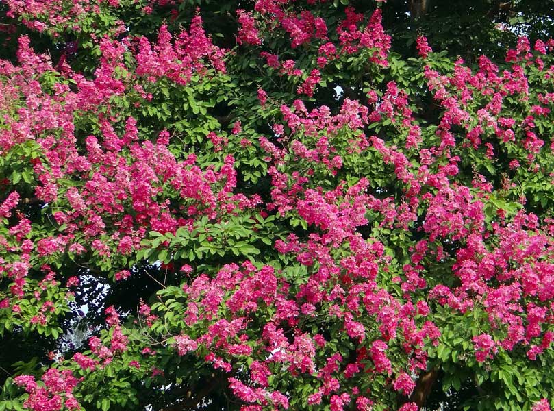 Best Fertilizer for Crape Myrtles