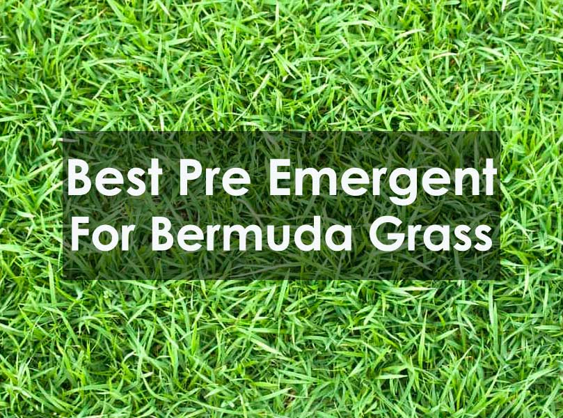 Best Pre Emergent For Bermuda Grass