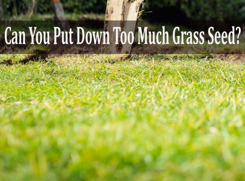 Can You Put Down Too Much Grass Seed?