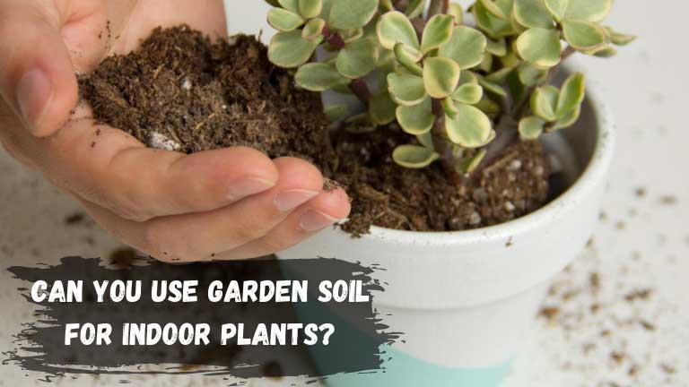 Can You Use Garden Soil For Indoor Plants