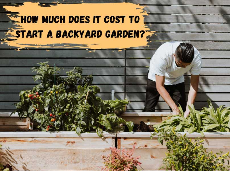 How Much Does It Cost To Start A Backyard Garden?